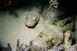 A pair of crocodilefish off Mabul Island by Morgan Ashton 